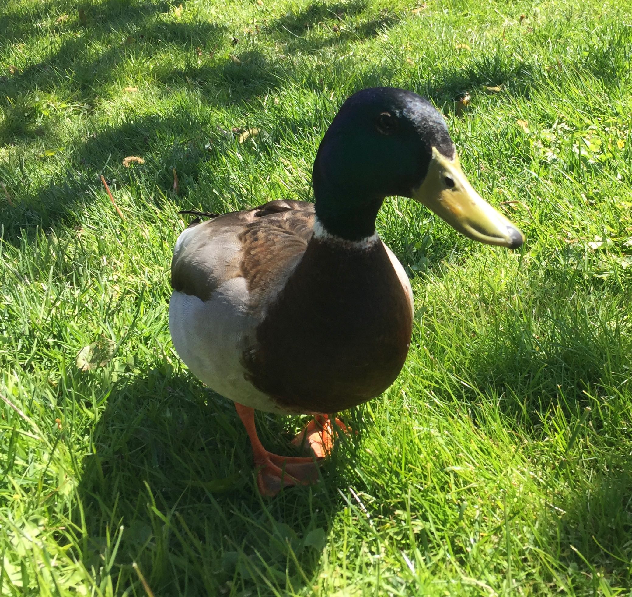 LambdaDuck